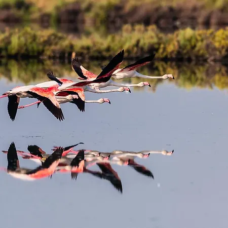 Апартаменты Caprera Розолина-Маре